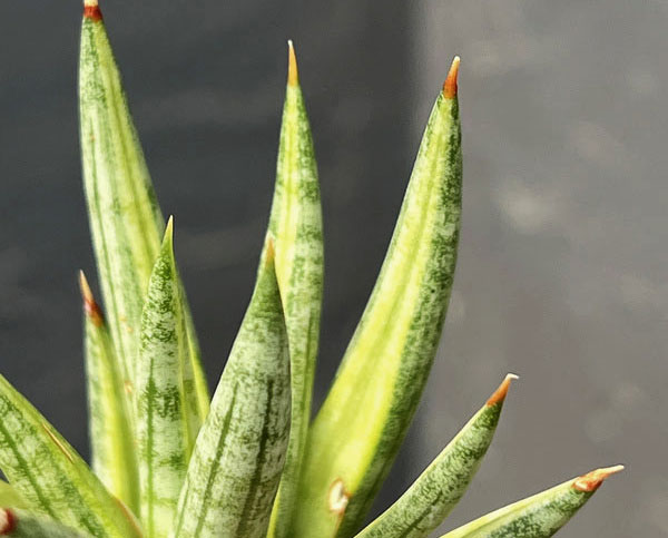 サンセベリア:フランシシーバリエガータ 2号鉢植え