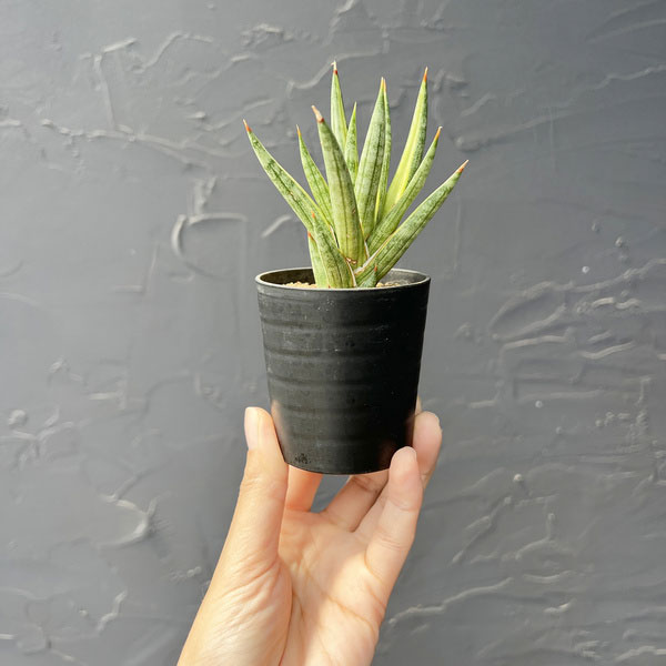 サンセベリア:フランシシーバリエガータ 2号鉢植え