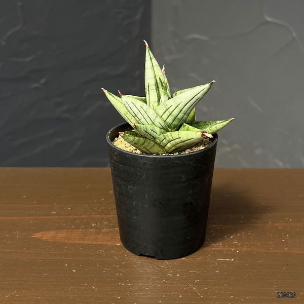 サンセベリア：ジュピター　2号鉢植え