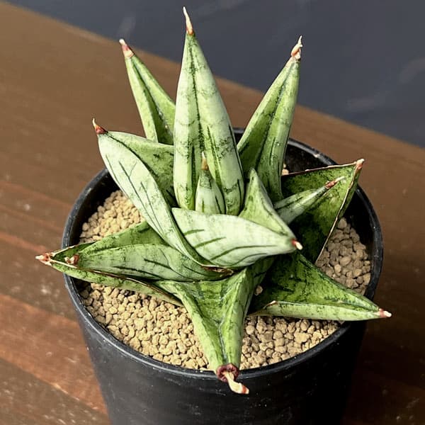 サンセベリア：ジュピター　2号鉢植え
