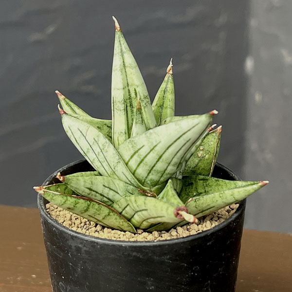 サンセベリア：ジュピター　2号鉢植え