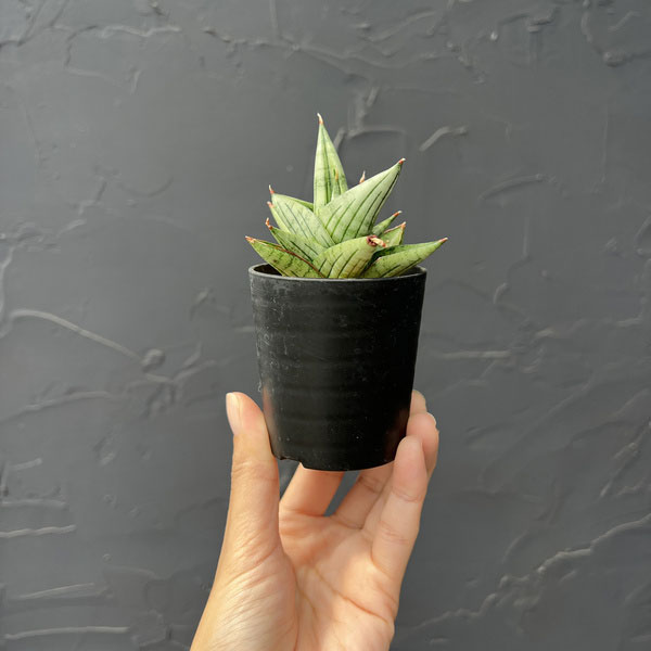 サンセベリア：ジュピター　2号鉢植え