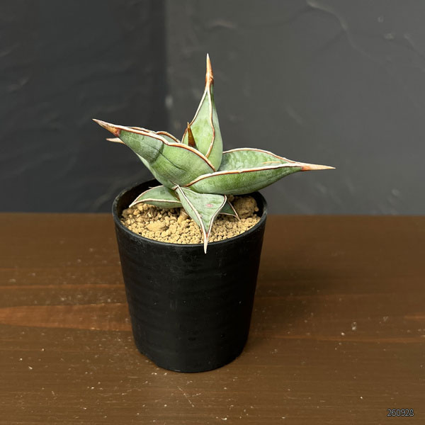 サンセベリア：ピンギキュラ　2号鉢植え