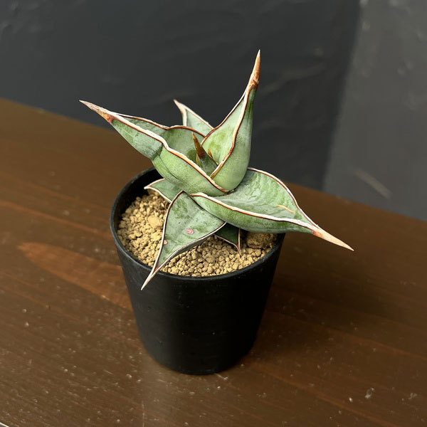 サンセベリア：ピンギキュラ　2号鉢植え