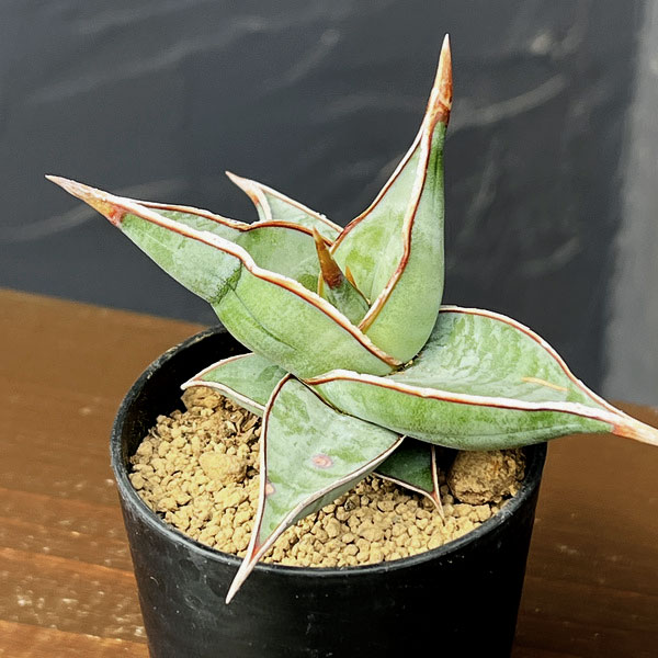 サンセベリア：ピンギキュラ　2号鉢植え