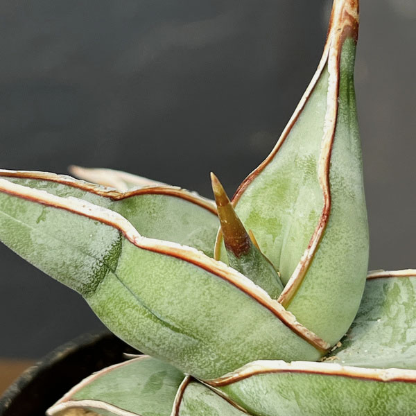 サンセベリア：ピンギキュラ　2号鉢植え