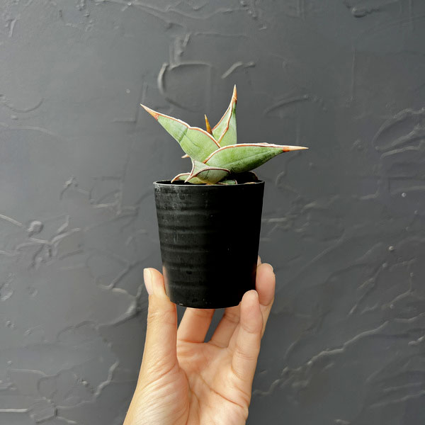 サンセベリア：ピンギキュラ　2号鉢植え