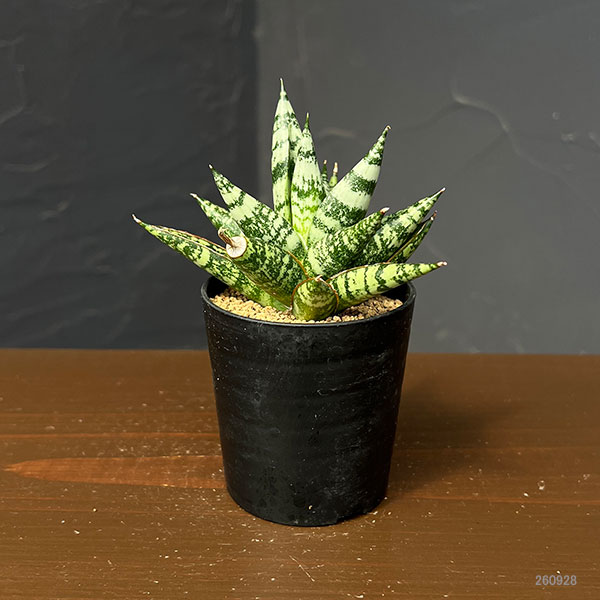 サンセベリア:ゼブラ 2号鉢植え