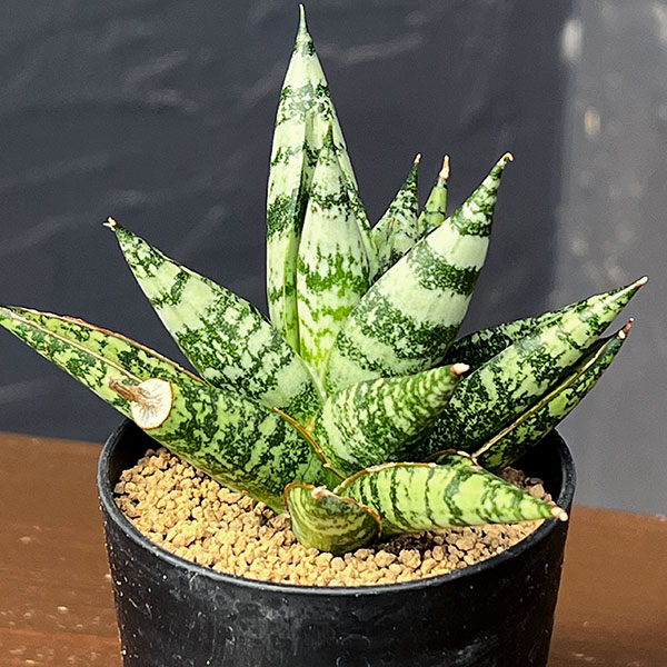 サンセベリア:ゼブラ 2号鉢植え