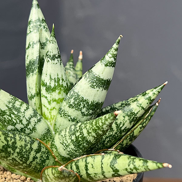 サンセベリア:ゼブラ 2号鉢植え