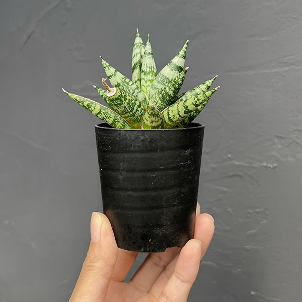 サンセベリア:ゼブラ 2号鉢植え