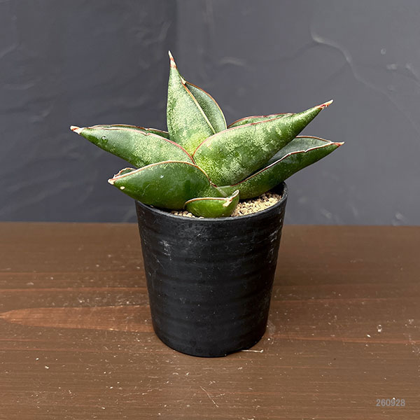 サンセベリア：オペラハウス　2号鉢植え