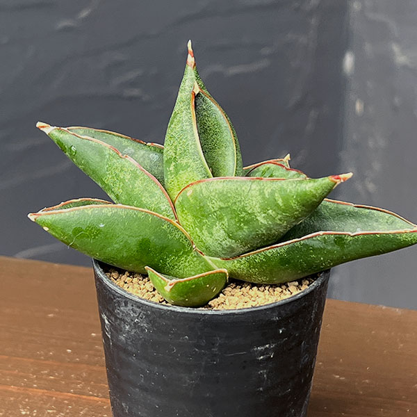 サンセベリア：オペラハウス　2号鉢植え
