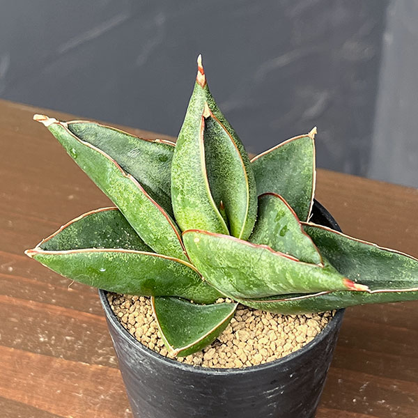サンセベリア：オペラハウス　2号鉢植え
