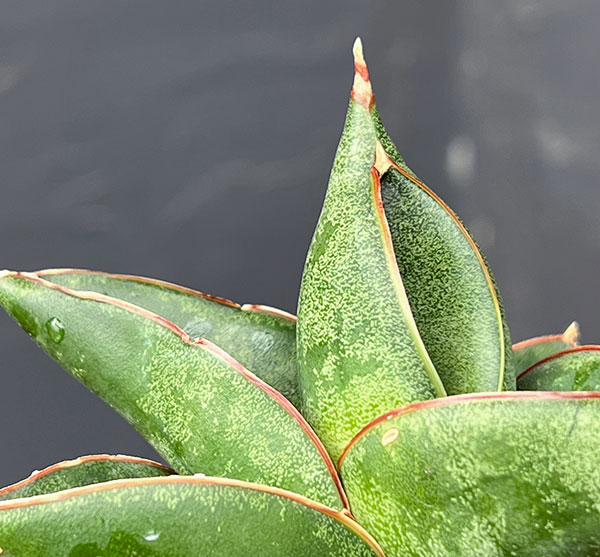 サンセベリア：オペラハウス　2号鉢植え