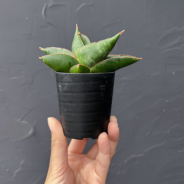 サンセベリア：オペラハウス　2号鉢植え