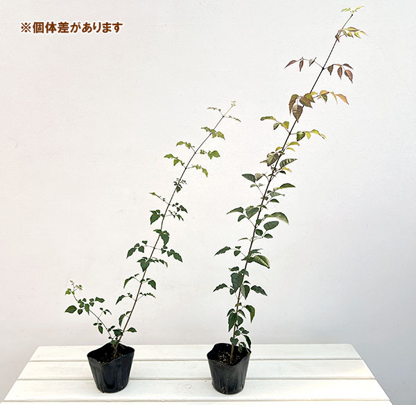 アオダモ3.5号ポット