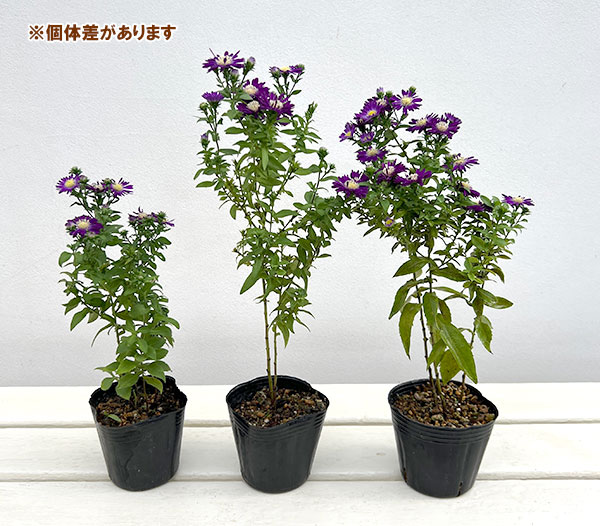 友禅菊（ユウゼンギク）：濃紫花 恵那紫3号ポット