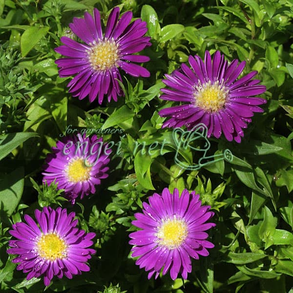 友禅菊（ユウゼンギク）：濃紫花 恵那紫3号ポット