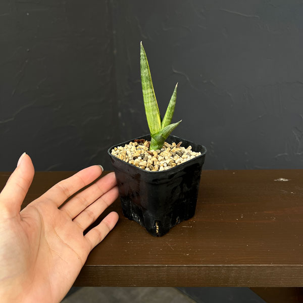 サンセベリア:ボンセレンシス スノーホワイト 2.5号鉢植え26-01