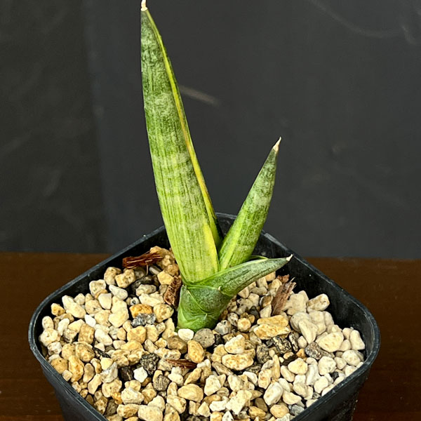 サンセベリア:ボンセレンシス スノーホワイト 2.5号鉢植え26-01