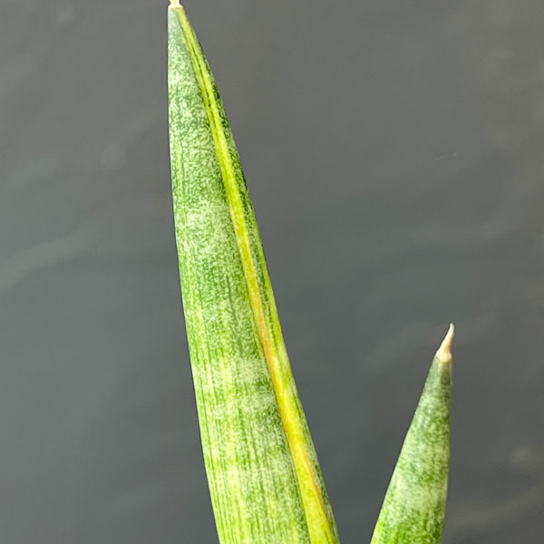 サンセベリア:ボンセレンシス スノーホワイト 2.5号鉢植え26-01
