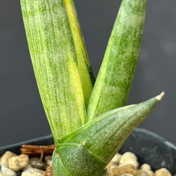 サンセベリア:ボンセレンシス スノーホワイト 2.5号鉢植え26-01