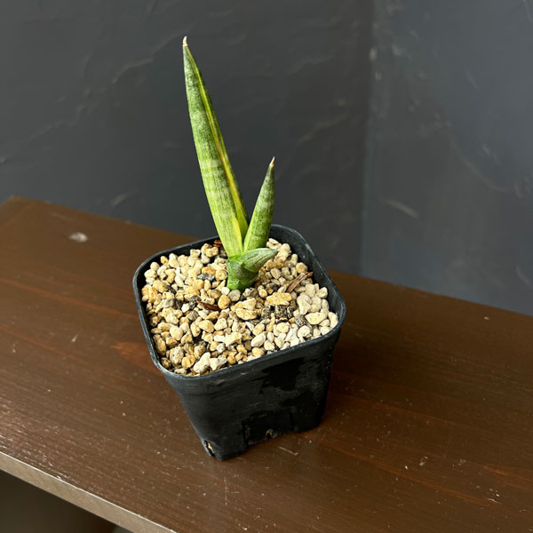 サンセベリア:ボンセレンシス スノーホワイト 2.5号鉢植え26-01