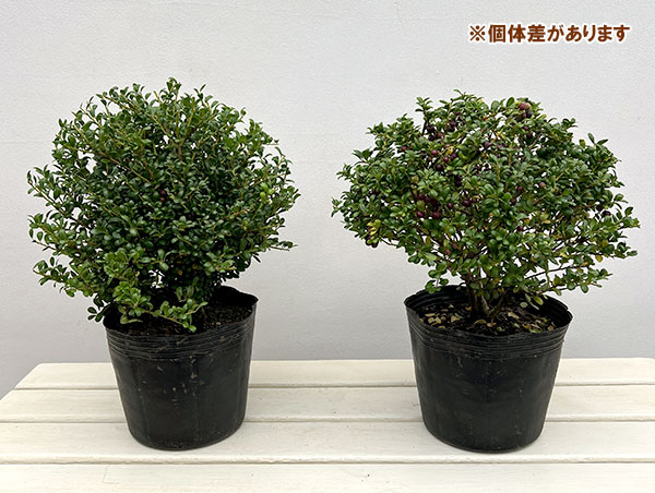 ツゲ:マメツゲ玉仕立て6号ポット