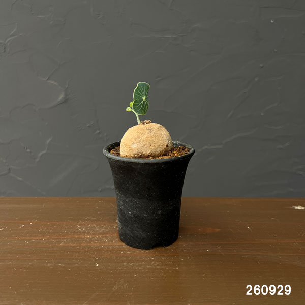 ステファニア:エレクタ 2.5号鉢植え*
