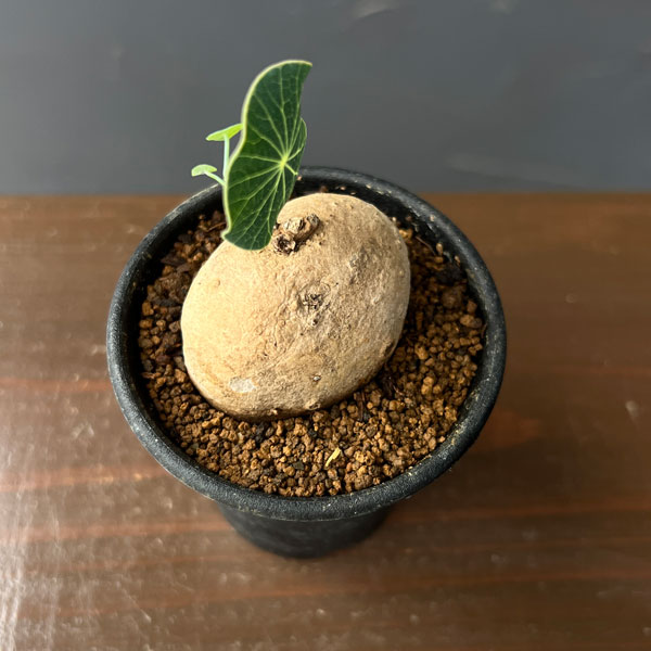 ステファニア:エレクタ 2.5号鉢植え*