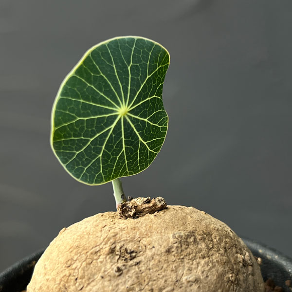 ステファニア:エレクタ 2.5号鉢植え*