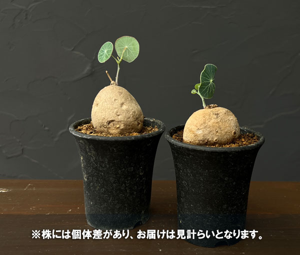 ステファニア:エレクタ 2.5号鉢植え*