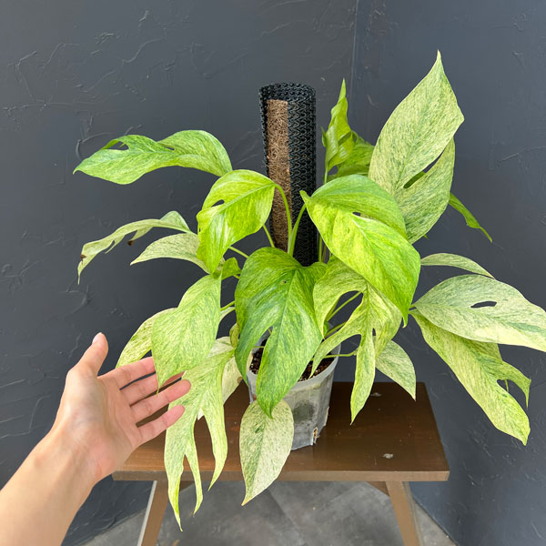 エピプレムヌム：ピナツムミント　バリエガータ　5号鉢植え