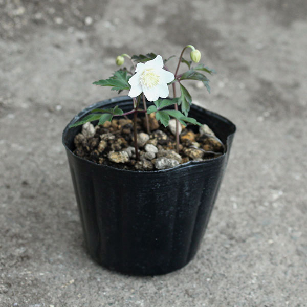 イチリンソウ：八重咲き3芽植え3.5号ポット