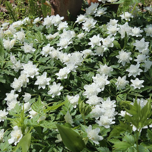 イチリンソウ：八重咲き3芽植え3.5号ポット