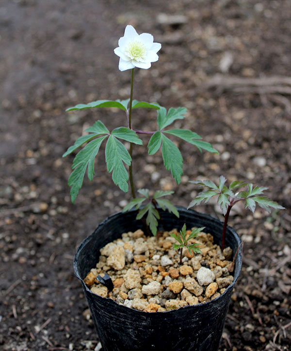 イチリンソウ：八重咲き3芽植え3.5号ポット