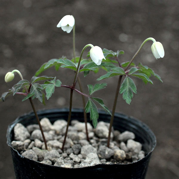 イチリンソウ：八重咲き3芽植え3.5号ポット