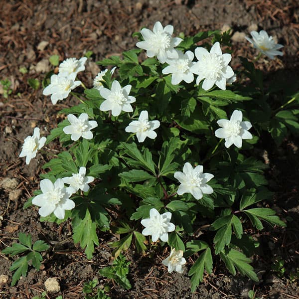 イチリンソウ：八重咲き3芽植え3.5号ポット