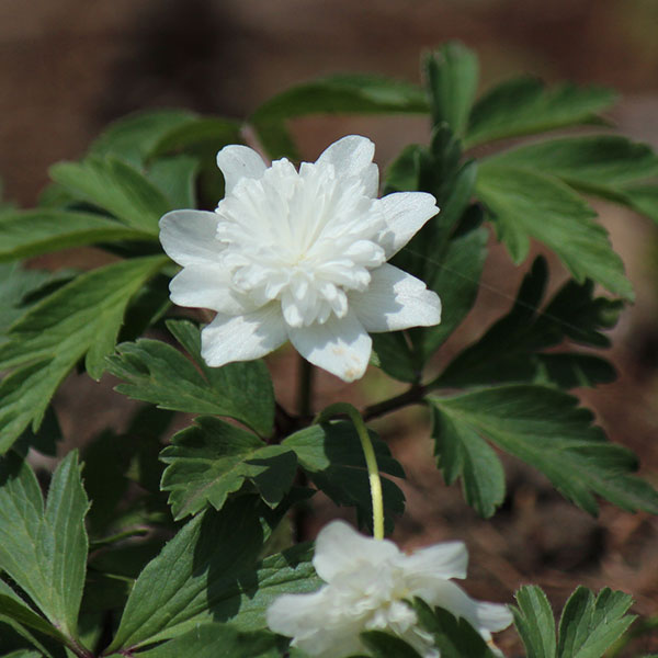 イチリンソウ：八重咲き3芽植え3.5号ポット