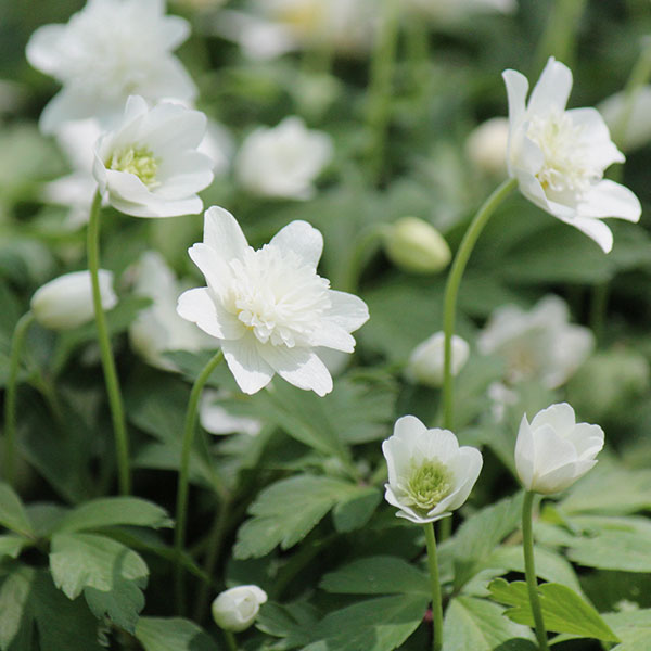 イチリンソウ：八重咲き3芽植え3.5号ポット