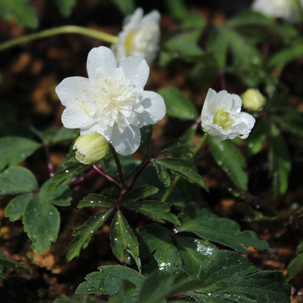 イチリンソウ：八重咲き3芽植え3.5号ポット