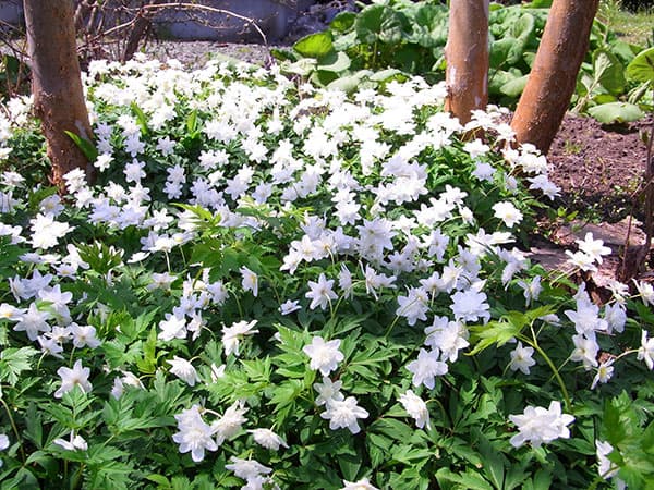 イチリンソウ：八重咲き3芽植え3.5号ポット