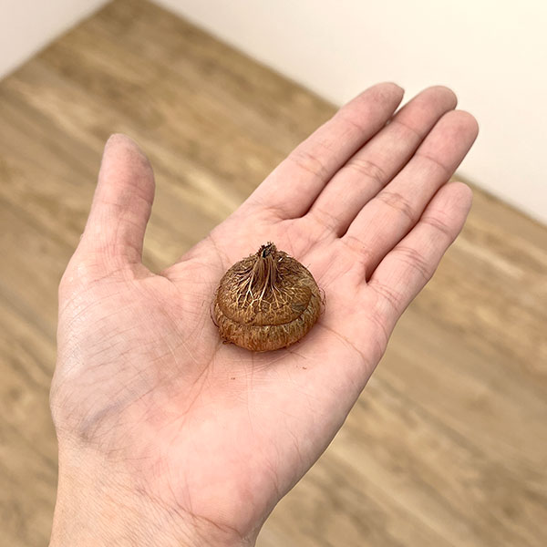 ワトソニア:コッキネア 3球セット