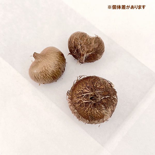 ワトソニア:コッキネア 3球セット