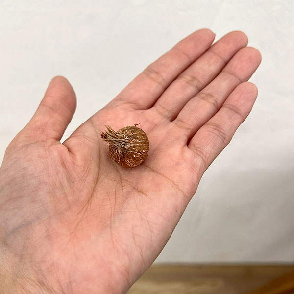 ドワーフワトソニア:花色ミックス 3球セット
