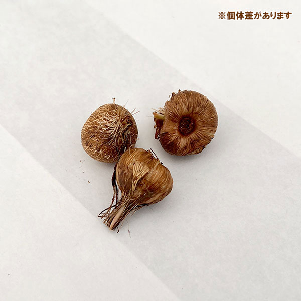 ドワーフワトソニア:花色ミックス 3球セット