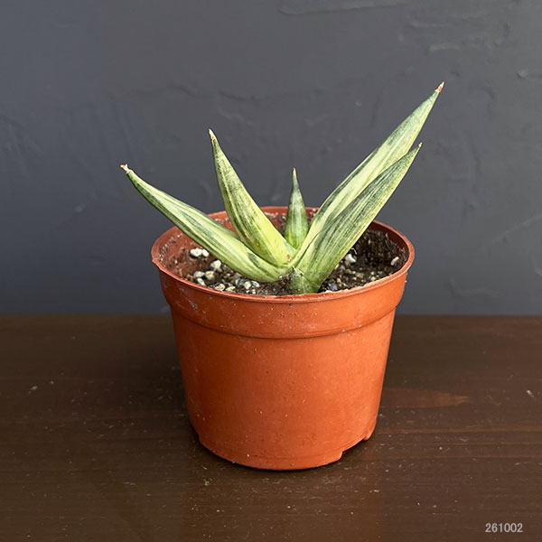 サンセベリア：ユキオンナ　3号鉢植え