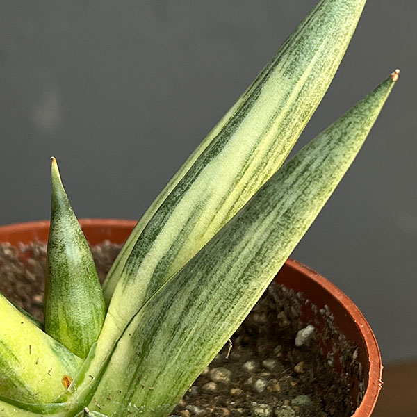 サンセベリア：ユキオンナ　3号鉢植え