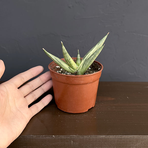 サンセベリア：ユキオンナ　3号鉢植え